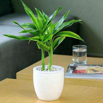 12     綠植盆栽.jpg