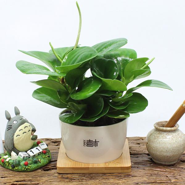 12     綠植盆栽設(shè)計(jì).jpg