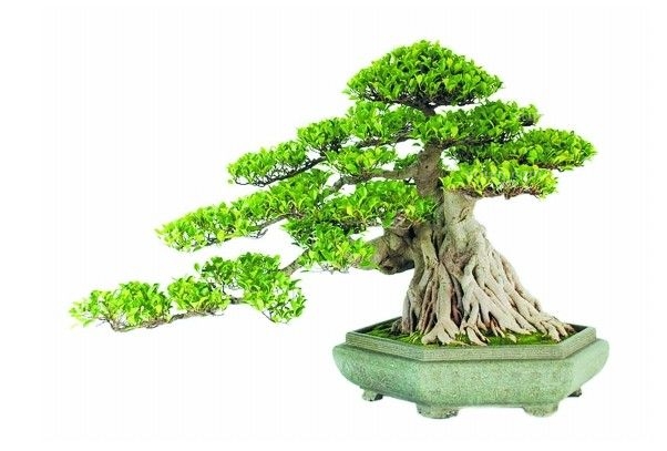 12    盆景設(shè)計(jì).jpg