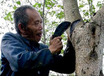 9   從漆樹(shù)上割取天然漆.jpg